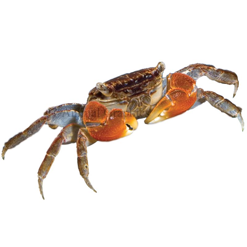 Red Claw Crab Food