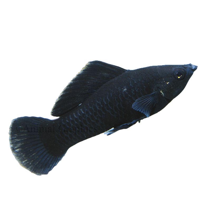 Black Molly | fish Goldfish, Betta 