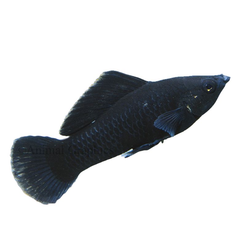 Black pet hot sale fish