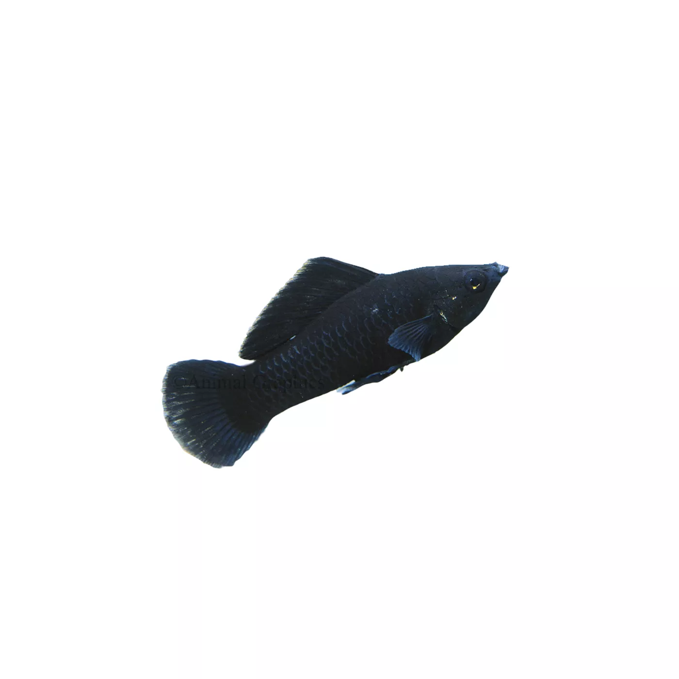 Black molly care hotsell