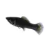 Black Molly image thumbnail 1