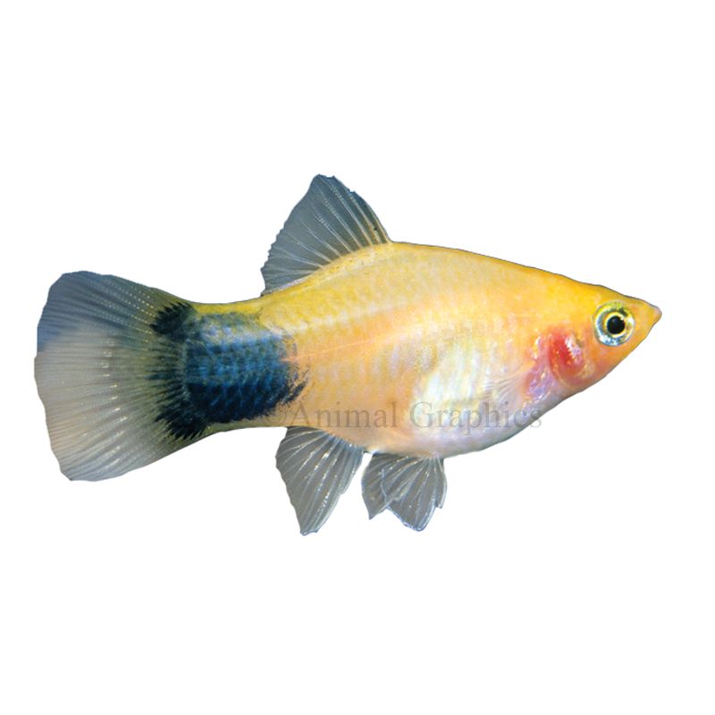 Mickey Mouse Platy Fish at Rs 15/piece