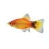 Gold Mickey Mouse Platy image thumbnail 1