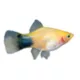 Product Gold Mickey Mouse Platy