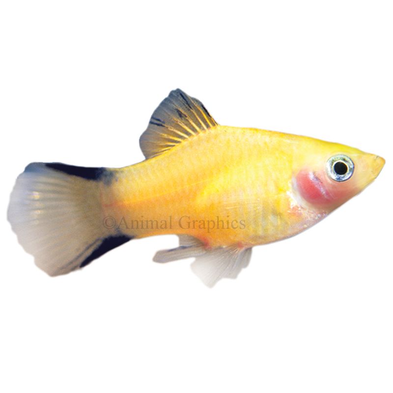 petsmart fish types