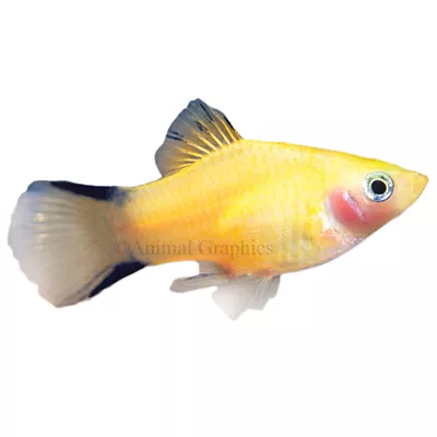 Product Gold Twinbar Platy