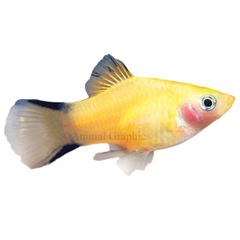 Gold Twinbar Platy