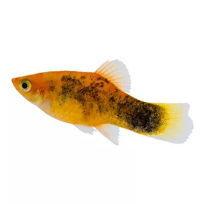Product Painted Platy