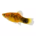 Painted Platy image thumbnail 1