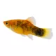 Product Painted Platy