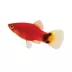 Red Mickey Mouse Platy image thumbnail 1