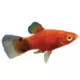 Product Mickey Mouse Platy