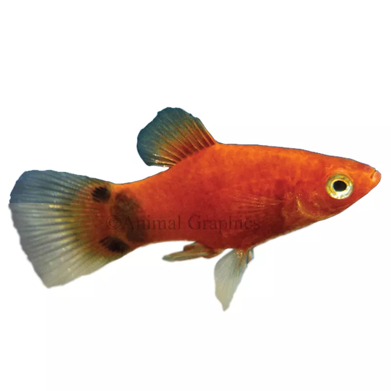 Red Mickey Mouse Platy