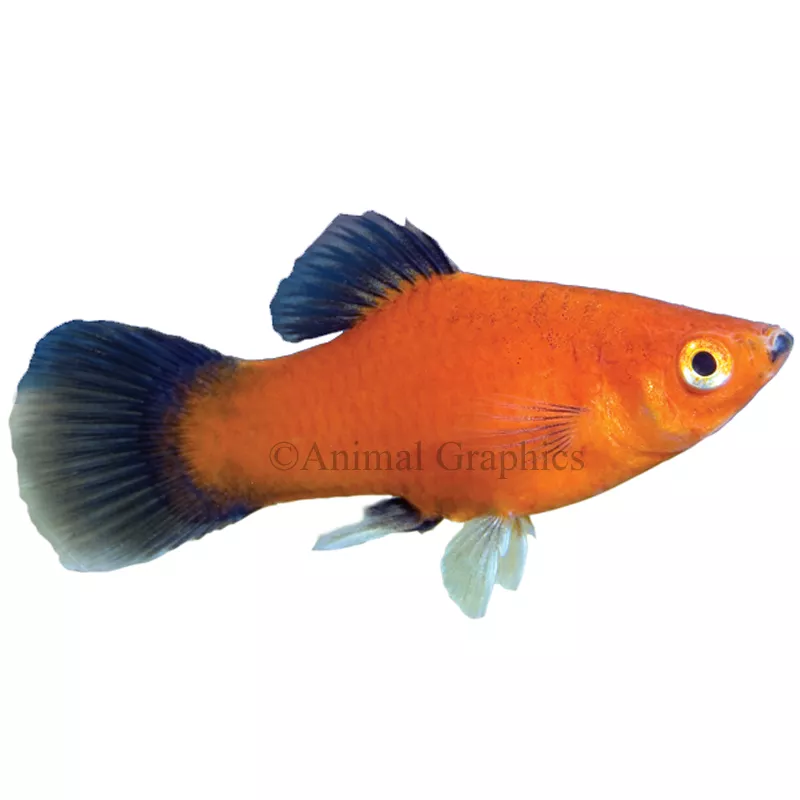 Red Wag Platy
