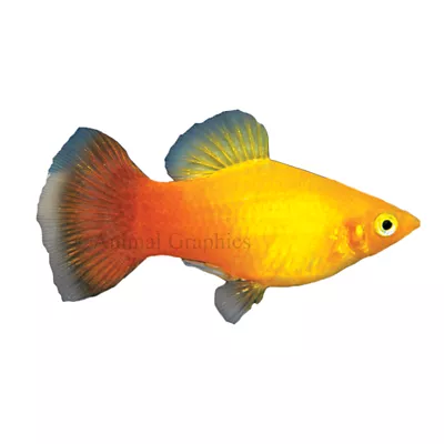 Sunburst Platy Fish