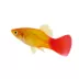 Sunburst Platy image thumbnail 1