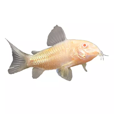 Product Albino Cory Catfish