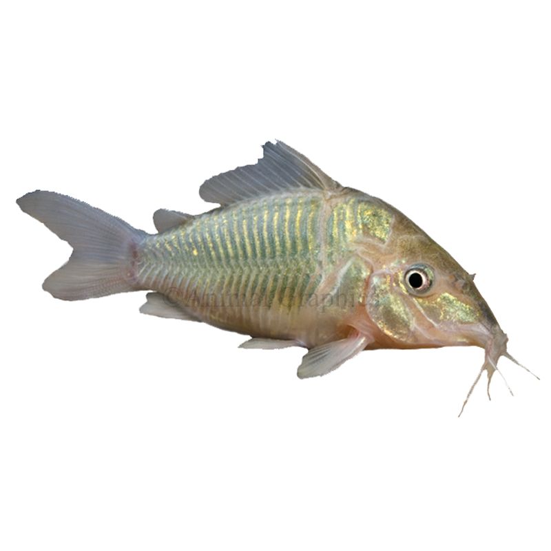 Cory Catfish fish Goldfish, Betta & More PetSmart