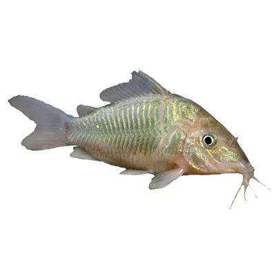 Product Cory Catfish