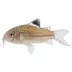 Julii Cory Catfish image thumbnail 1