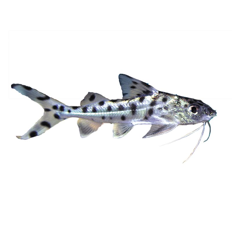 Aquarium Catfish Care Sheet & Supplies