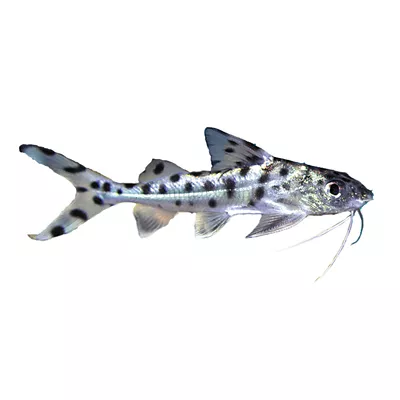 Product Pictus Catfish