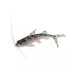 Pictus Catfish image thumbnail 1