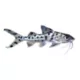 Product Pictus Catfish