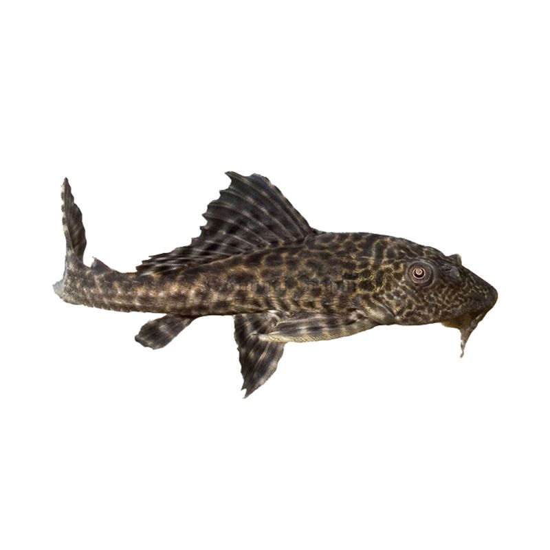 plecostomus petsmart