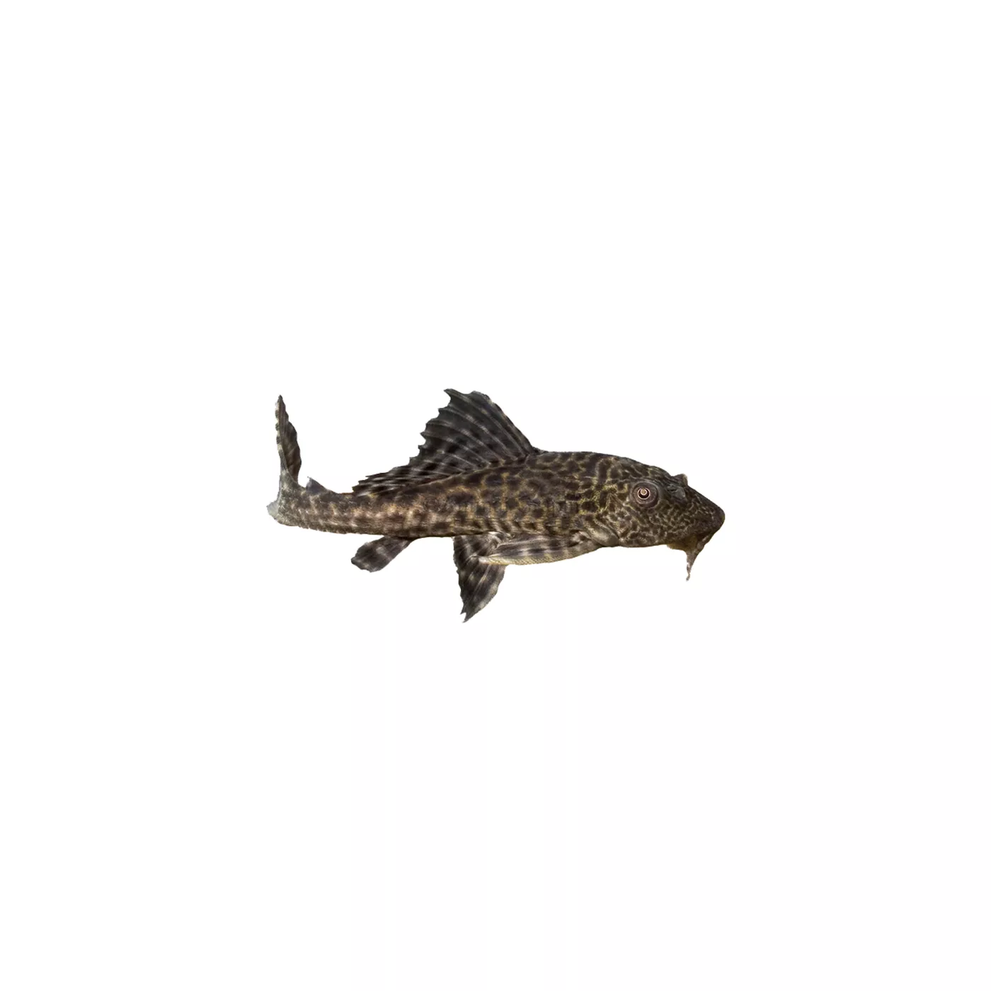 Live pleco fish for sale best sale