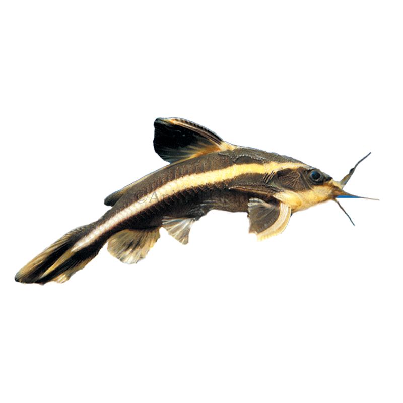 striped raphael catfish full grown