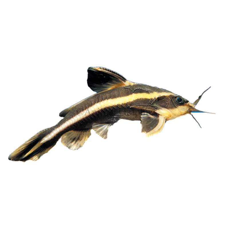 Striped Raphael Catfish