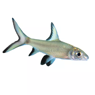 Product Bala Shark