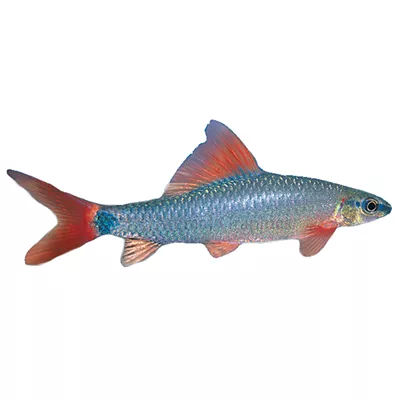 Product Rainbow Shark