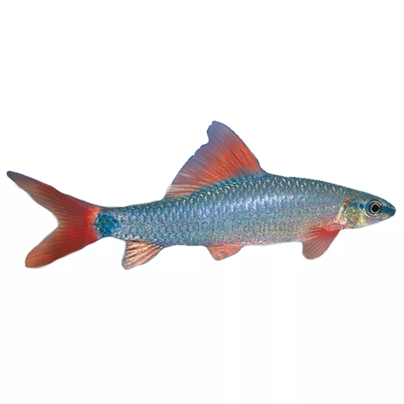 Rainbow Shark