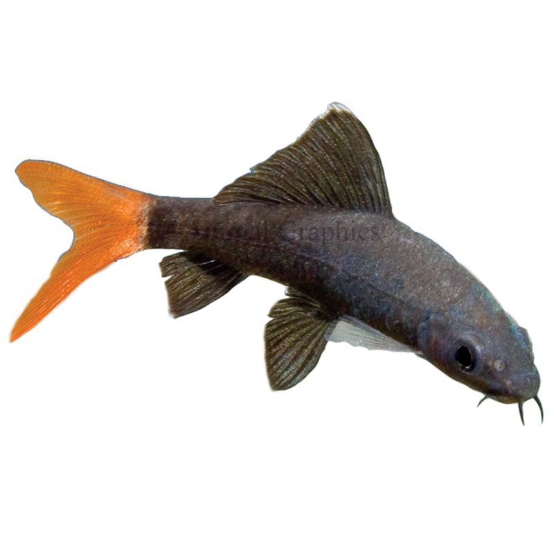 Red Tailed Shark | fish Goldfish, Betta 