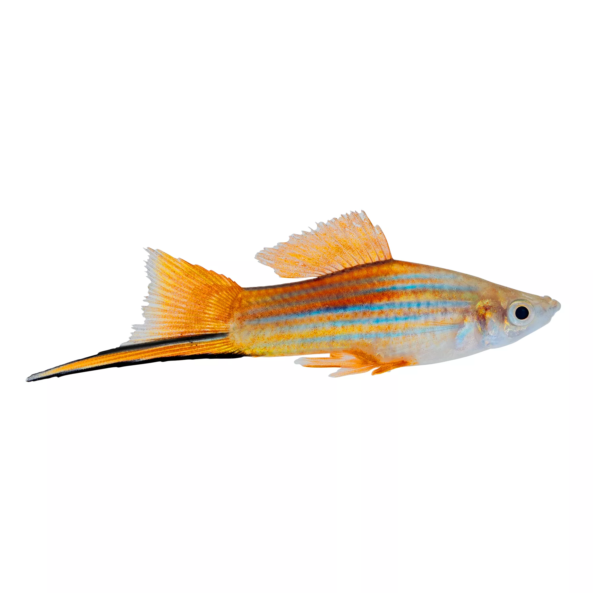 Neon Swordtail