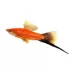 Velvet Wag Swordtail image thumbnail 1