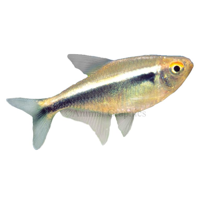 Black Neon Tetra Fish Goldfish Betta More Petsmart
