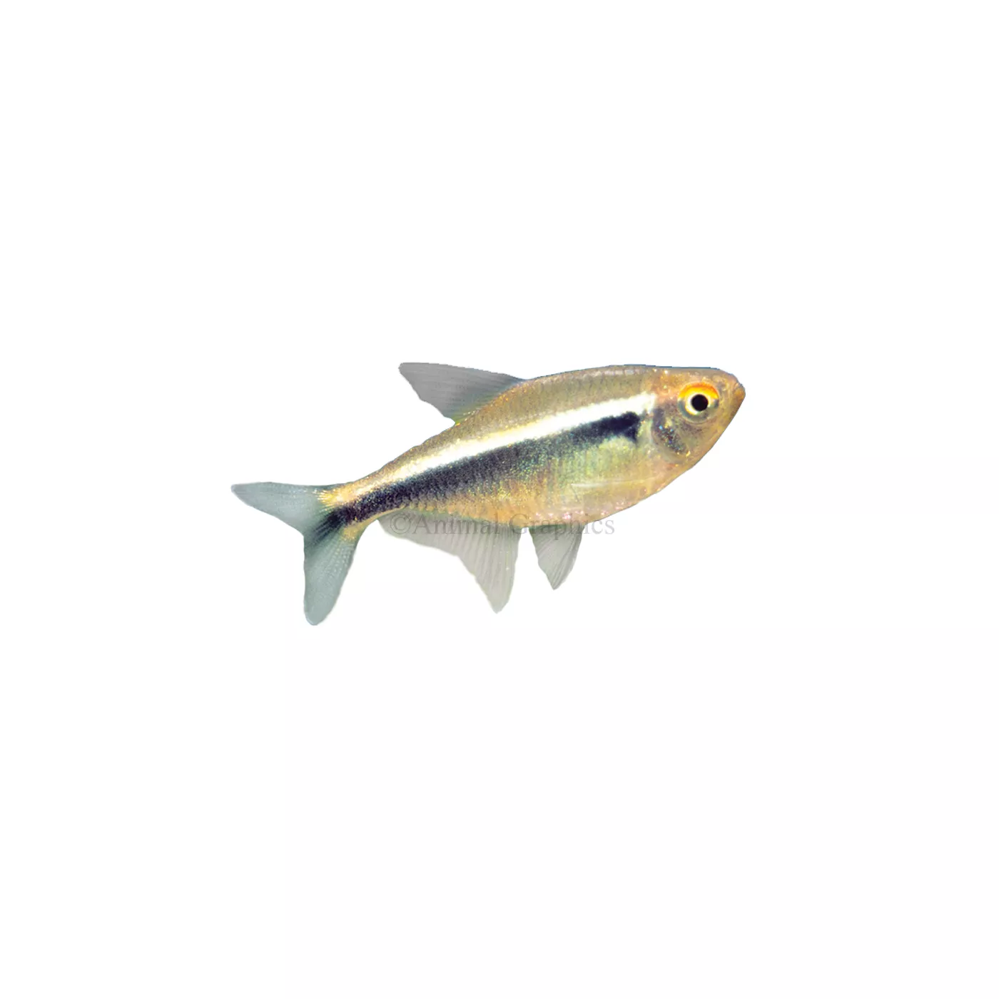 Black Neon Tetra