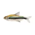 Black Neon Tetra image thumbnail 1