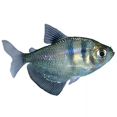 Product Black Skirt Tetra
