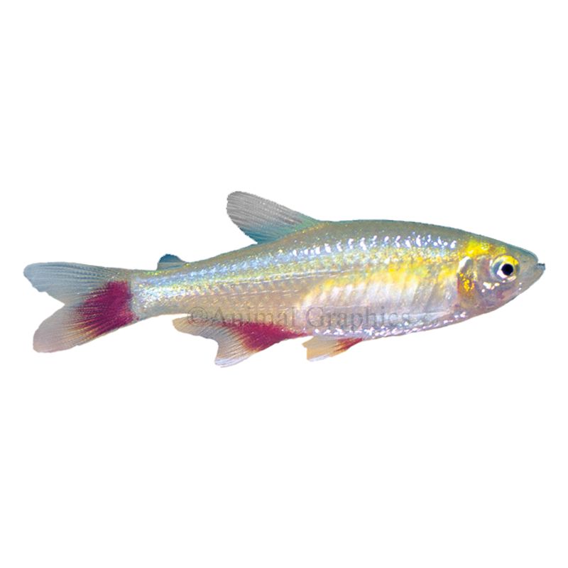 neon tetra price petsmart