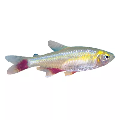 Product Bloodfin Tetra