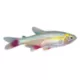 Product Bloodfin Tetra