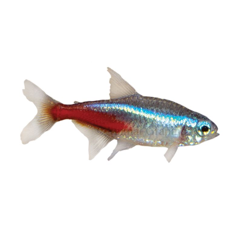 Neon Tetra Fish For Sale Live Pet Fish Petsmart