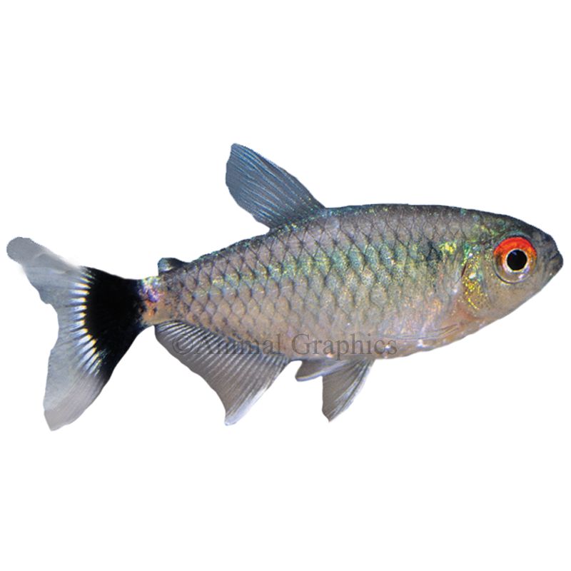 petsmart tetras