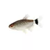 Lamp Eye Tetra image thumbnail 1
