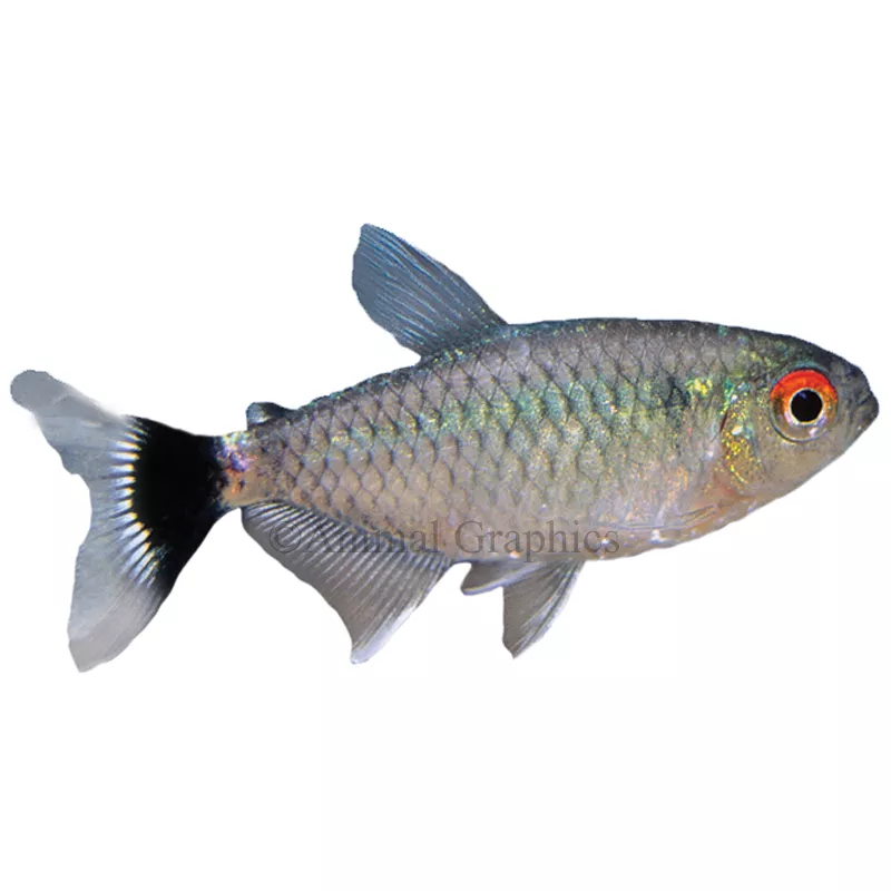 Fish Tetras PetSmart