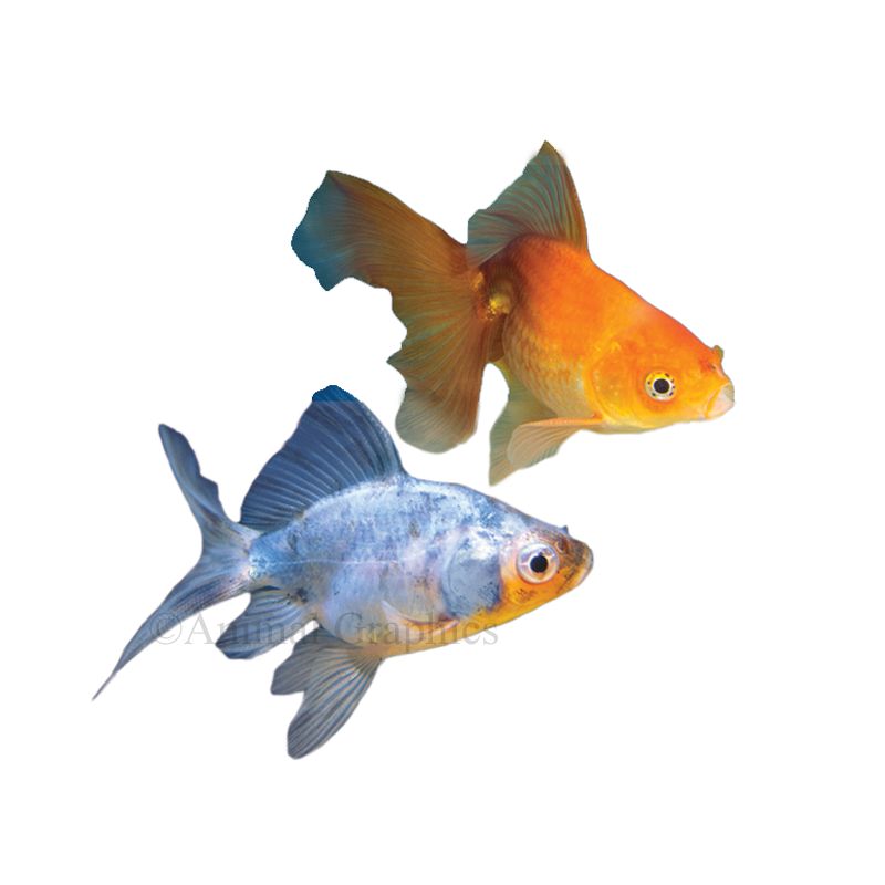 Black moor hot sale goldfish petsmart